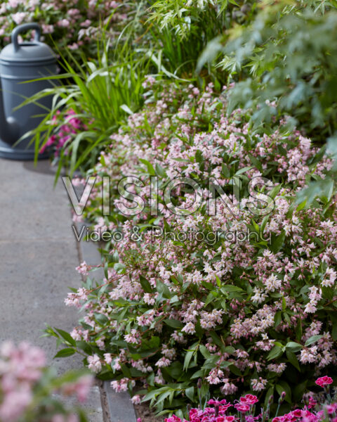 Deutzia Prettistars Pink Carpet Deutzia Prettistars Pink Carpet