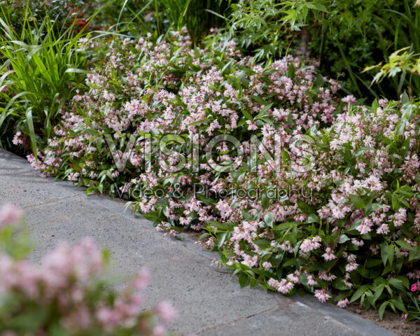 Deutzia Prettistars Pink Carpet Deutzia Prettistars Pink Carpet