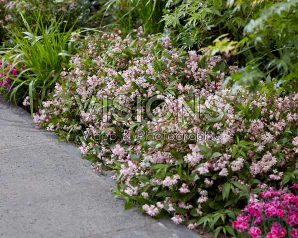 Deutzia Prettistars Pink Carpet Deutzia Prettistars Pink Carpet