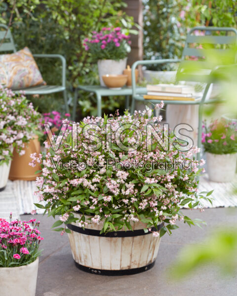 Deutzia Prettistars Pink Carpet Deutzia Prettistars Pink Carpet