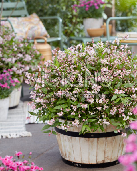 Deutzia Prettistars Pink Carpet Deutzia Prettistars Pink Carpet