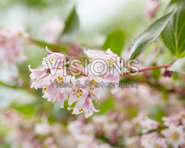 Deutzia Prettistars Pink Carpet Deutzia Prettistars Pink Carpet