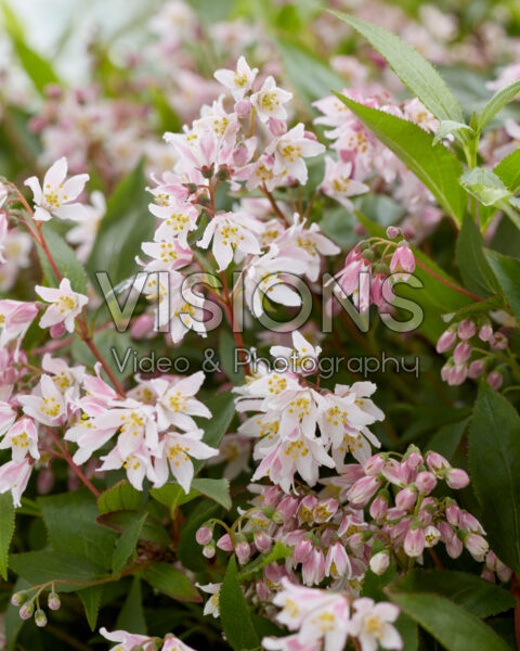 Deutzia Prettistars Pink Carpet Deutzia Prettistars Pink Carpet