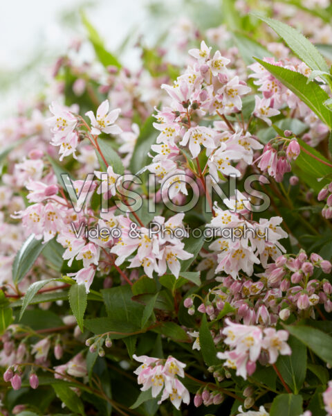 Deutzia Prettistars Pink Carpet Deutzia Prettistars Pink Carpet