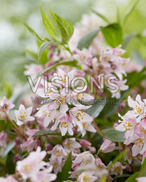 Deutzia Prettistars Pink Carpet Deutzia Prettistars Pink Carpet