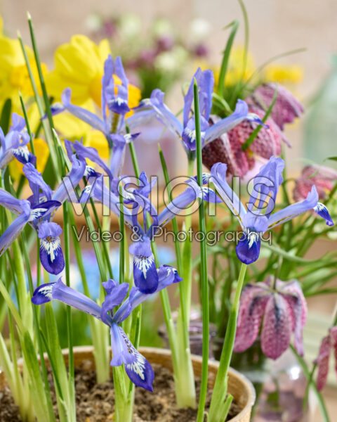 Iris reticulata 