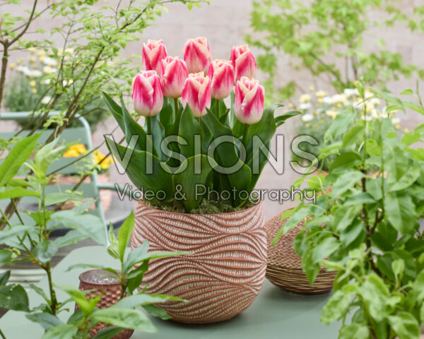 Tulipa Pleasure