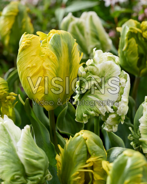 Tulipa Jan Van Nes Parrot, White Parrot Tulipa Jan Van Nes Parrot, White Parrot