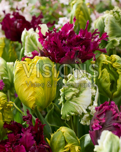 Mixed parrot tulips