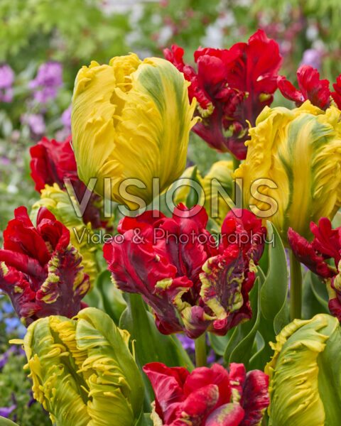 Tulipa Jan van Nes Parrot, Seadov Parrot
