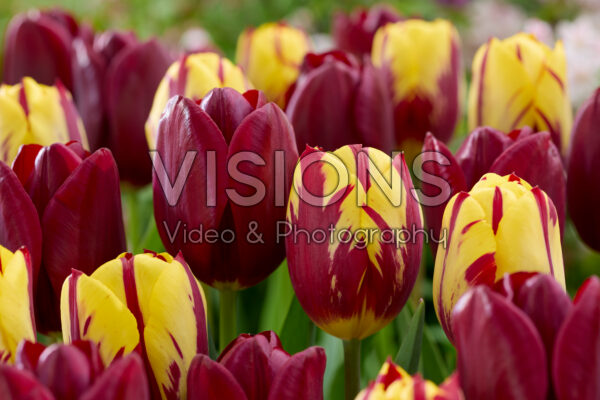 Tulipa Helmar, National Velvet