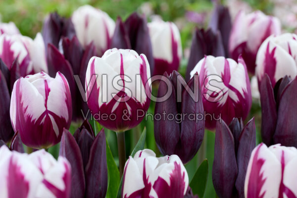 Tulipa Havran, Rems Favourite