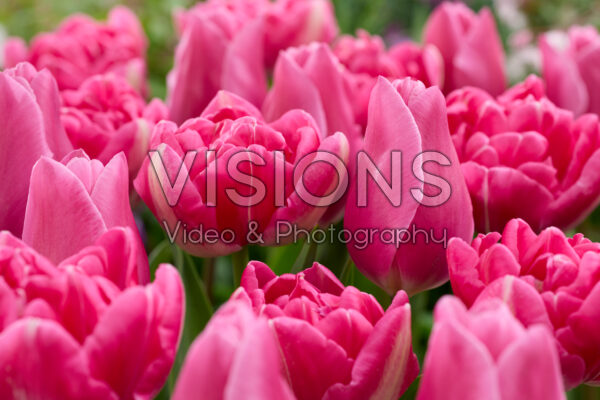 Tulipa Candy Time, Happy Family Tulipa Candy Time, Happy Family