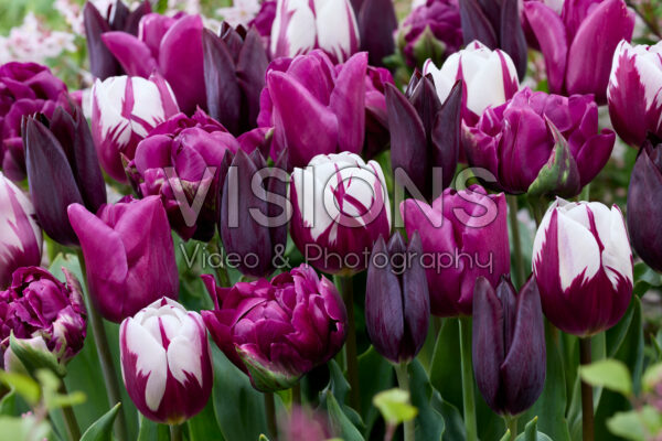 Purple tulip mix