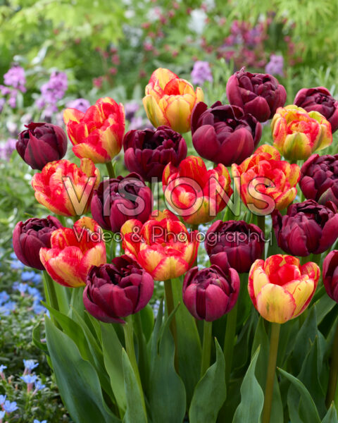 Tulipa Roadstar, Sundowner