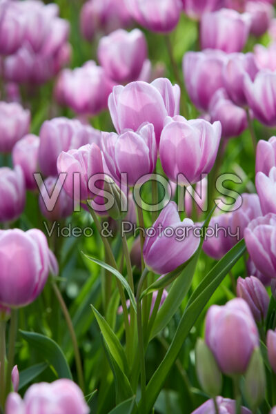 Tulipa Purple Elegance