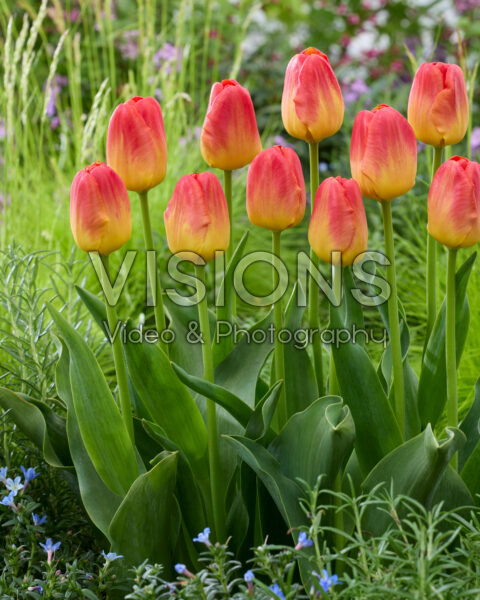 Tulipa Color Charm