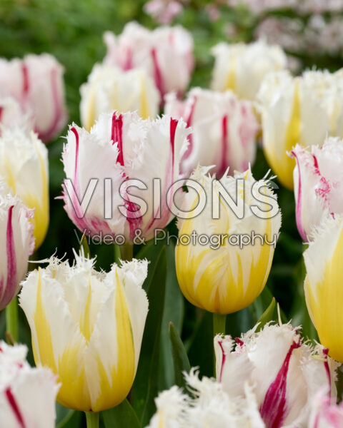 Tulipa Coldplay, Lemon Beauty
