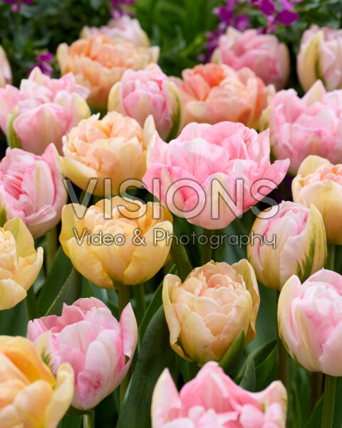 Tulipa Charming Beauty, Finola