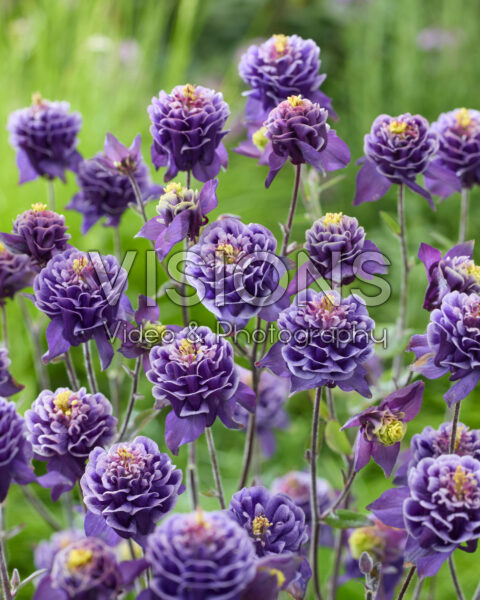Aquilegia vulgaris Winky Double Blue-white 