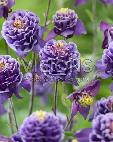 Aquilegia vulgaris Winky Double Blue-white 