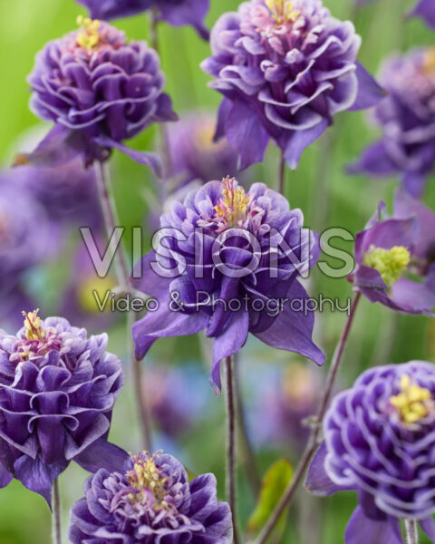 Aquilegia vulgaris Winky Double Blue-white 