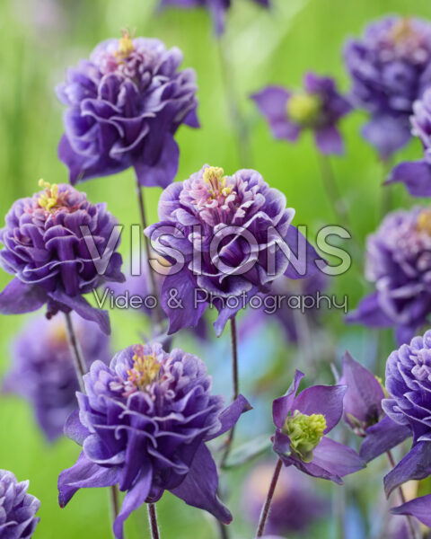 Aquilegia vulgaris Winky Double Blue-white Aquilegia vulgaris Winky Double Blue-white