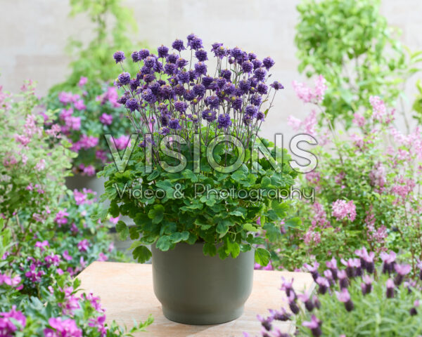 Aquilegia vulgaris Winky Double Blue-white 
