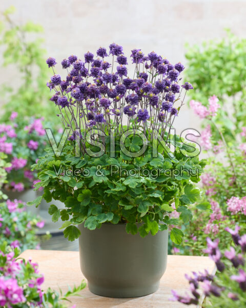 Aquilegia vulgaris Winky Double Blue-white 