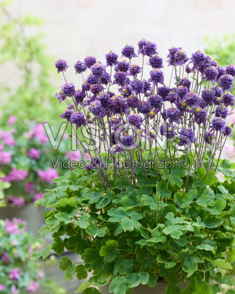 Aquilegia vulgaris Winky Double Blue-white Aquilegia vulgaris Winky Double Blue-white