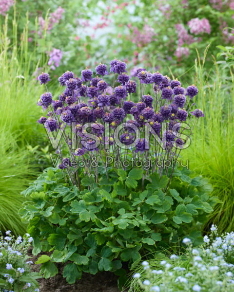 Aquilegia vulgaris Winky Double Blue-white Aquilegia vulgaris Winky Double Blue-white