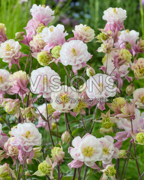 Aquilegia vulgaris Winky Double Pink-white Aquilegia vulgaris Winky Double Pink-white