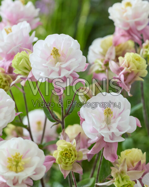 Aquilegia vulgaris Winky Double Pink-white