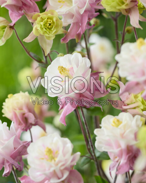 Aquilegia vulgaris Winky Double Pink-white