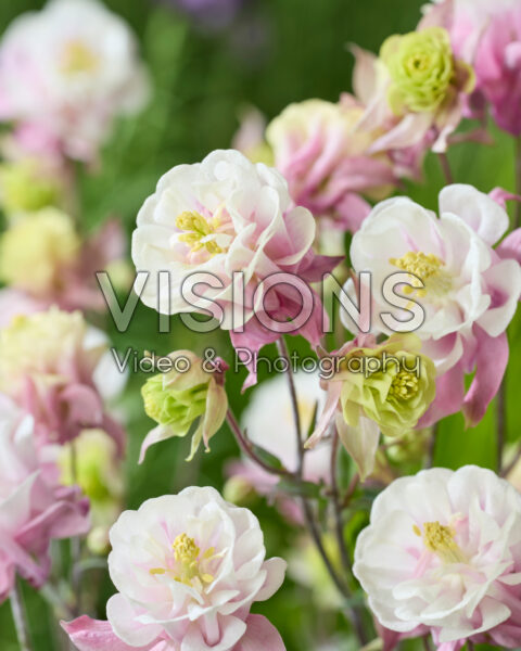 Aquilegia vulgaris Winky Double Pink-white