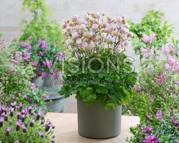 Aquilegia vulgaris Winky Double Pink-white Aquilegia vulgaris Winky Double Pink-white