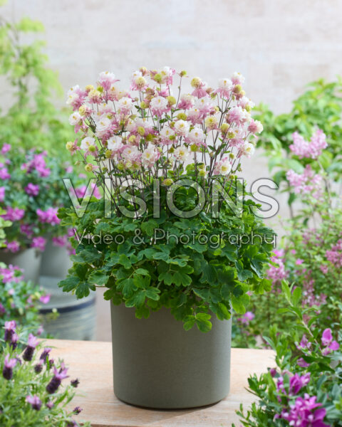 Aquilegia vulgaris Winky Double Pink-white