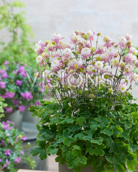 Aquilegia vulgaris Winky Double Pink-white