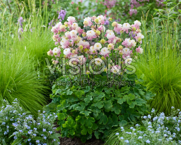 Aquilegia vulgaris Winky Double Pink-white Aquilegia vulgaris Winky Double Pink-white
