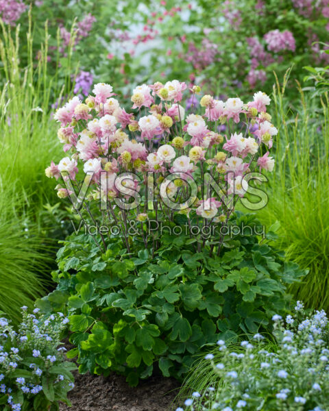 Aquilegia vulgaris Winky Double Pink-white Aquilegia vulgaris Winky Double Pink-white