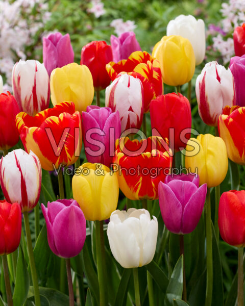 Tulipa long-stemmed mix