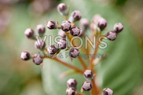 Deutzia Prettistars Pink Cloud Deutzia Prettistars Pink Cloud