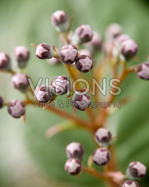 Deutzia Prettistars Pink Cloud