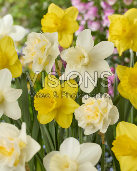 Narcissus gemengd