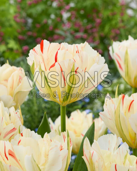 Tulipa Stars and Stripes