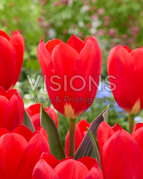 Tulipa Cosmopolitan Red