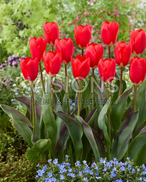 Tulipa Cosmopolitan Red