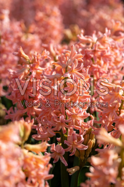 Hyacinthus Gipsy Queen