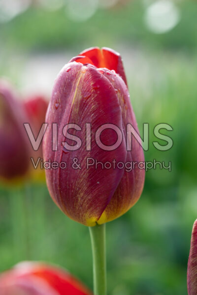 Tulipa Decorator
