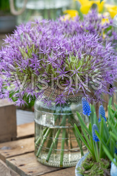 Allium in vase Allium in vase